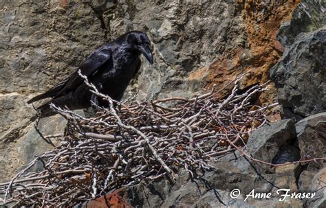 Raven's Nest .